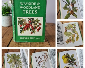 Wayside & Woodland Trees von Edward Step 1955, 24 Farbtafeln, Vintage Naturbuch