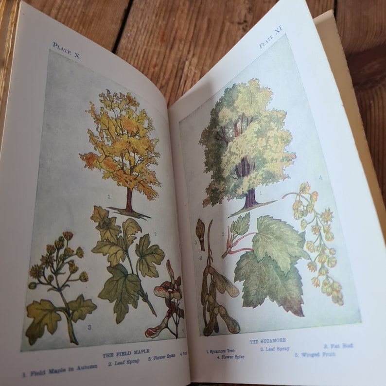 Trees von Janet Harvey Kelman mit 32 farbigen Tafeln, Vintage Naturbuch, Vintage Baumbuch Bild 6