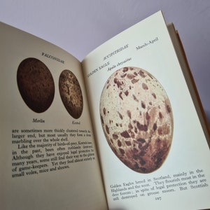 VintageObfängerbücher Perfekt für farbenfrohe Bücherregale, Sammlerbeobachterbücher Wählen Sie Ihren Titel Bild 8