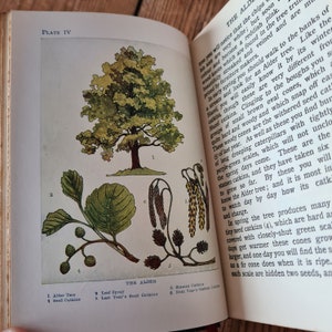 Trees von Janet Harvey Kelman mit 32 farbigen Tafeln, Vintage Naturbuch, Vintage Baumbuch Bild 10