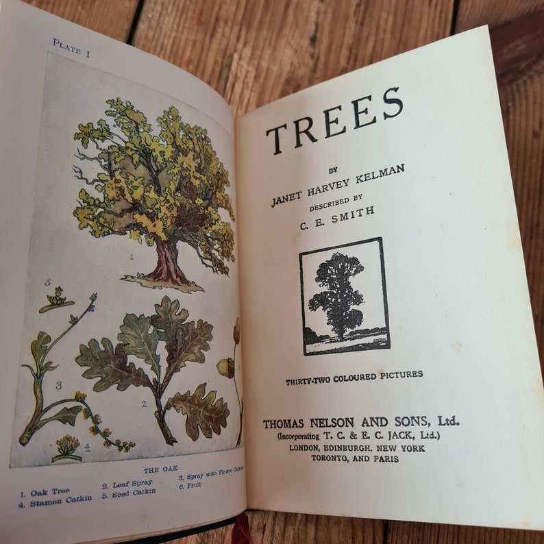 Trees von Janet Harvey Kelman mit 32 farbigen Tafeln, Vintage Naturbuch, Vintage Baumbuch Bild 7