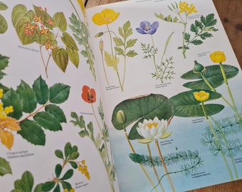 Die wilden Blumen der britischen Inseln von David Streeter, Vintage Illustriertes Wildblumenbuch