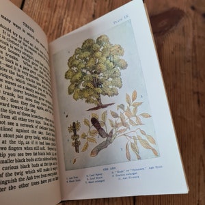 Trees von Janet Harvey Kelman mit 32 farbigen Tafeln, Vintage Naturbuch, Vintage Baumbuch Bild 9