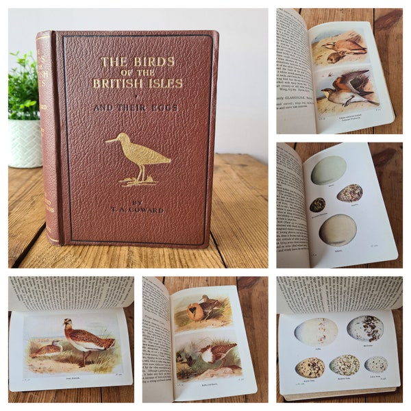 The Birds of The British Isles and Their Eggs by T.A. Coward, Second Series 1941, Vintage Illustrated Bird Book