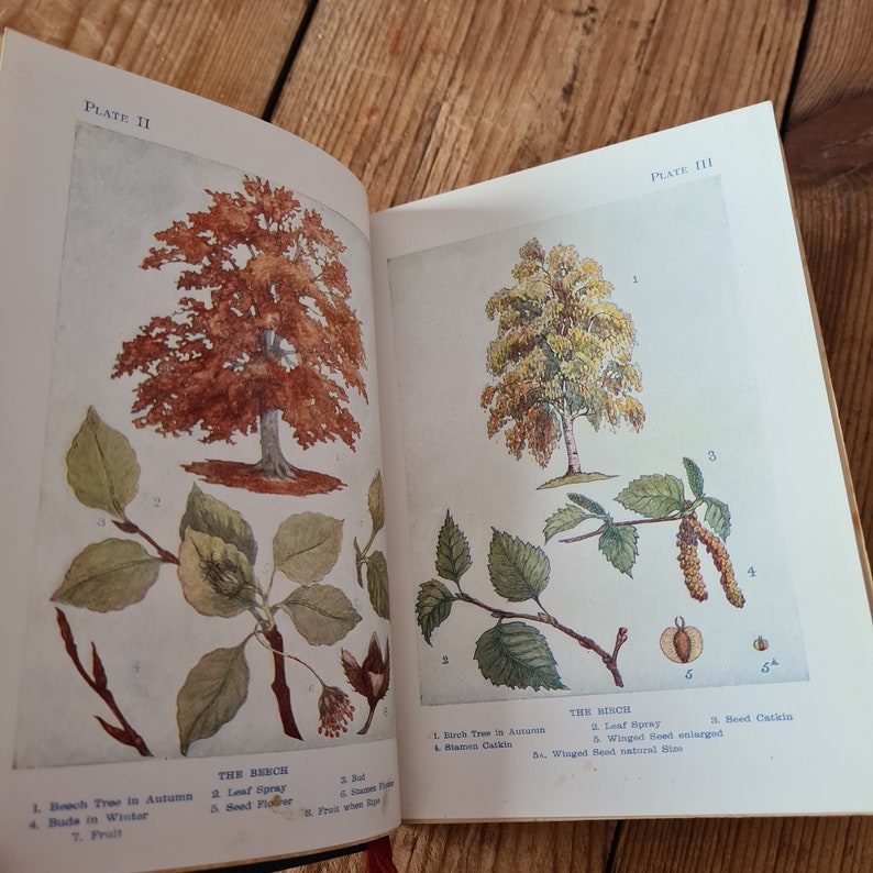 Trees von Janet Harvey Kelman mit 32 farbigen Tafeln, Vintage Naturbuch, Vintage Baumbuch Bild 8