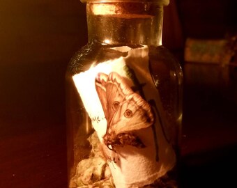 May include: A clear glass bottle with a cork stopper contains a dried butterfly specimen and a piece of paper with handwritten text. The bottle is sitting on a wooden surface.