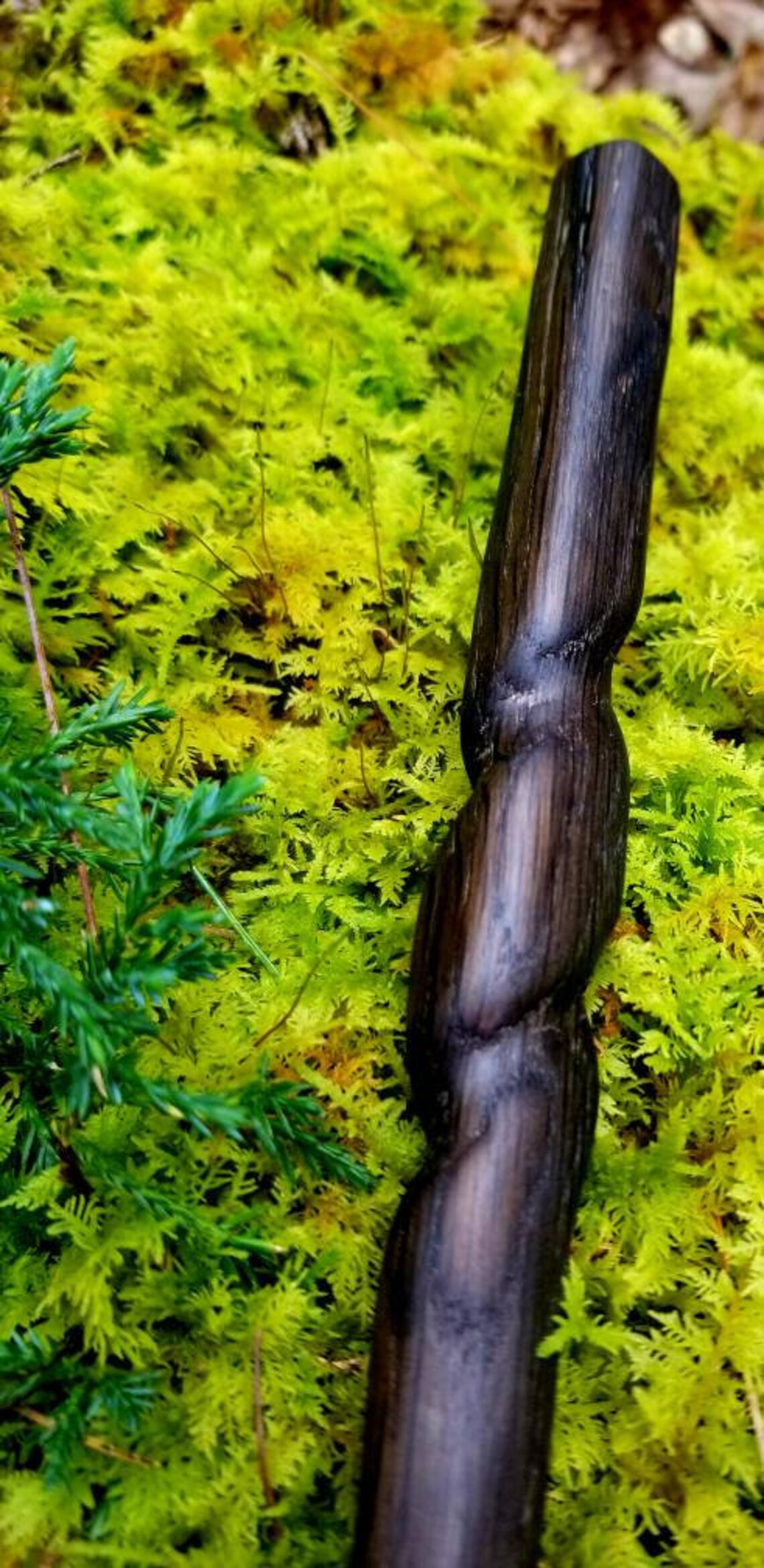 4000 Year Irish Bog Yew Wand Etsy