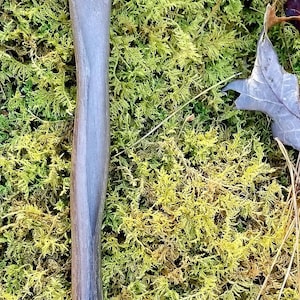 Black Walnut Wand