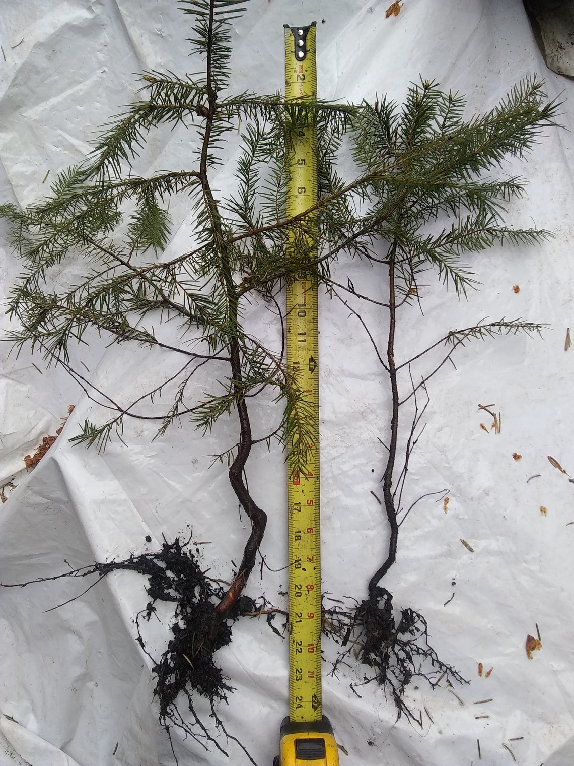 douglas fir seedlings