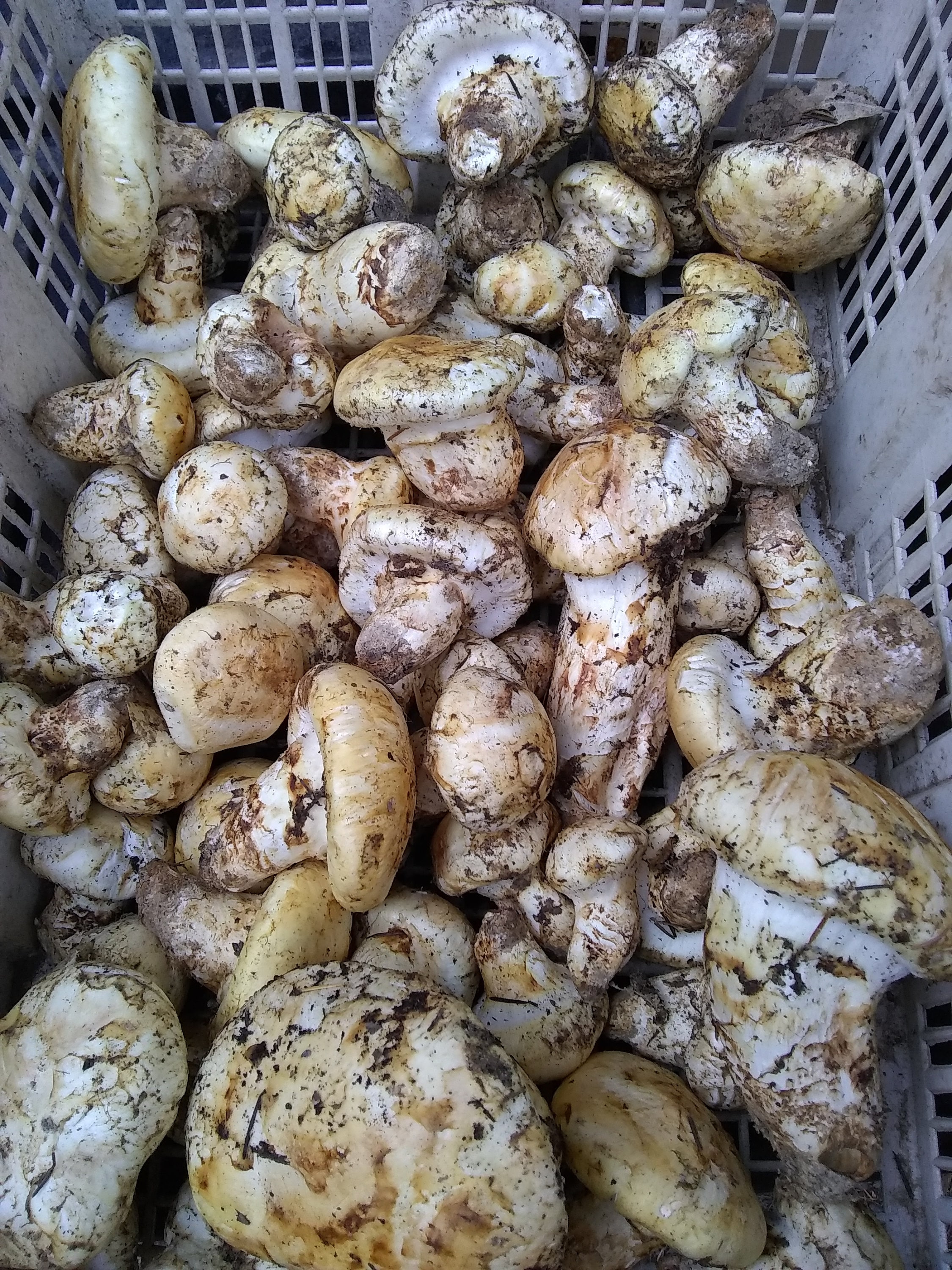 Matsutake Mushrooms 1/2 pound DRIED Jumbo's Etsy