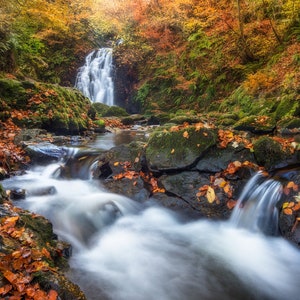 Golden Gleno