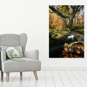 The Old Tree in Tollymore