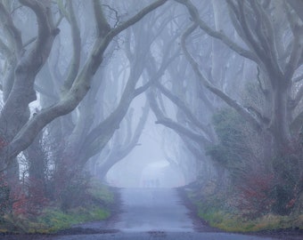 Misty Dark Hedges