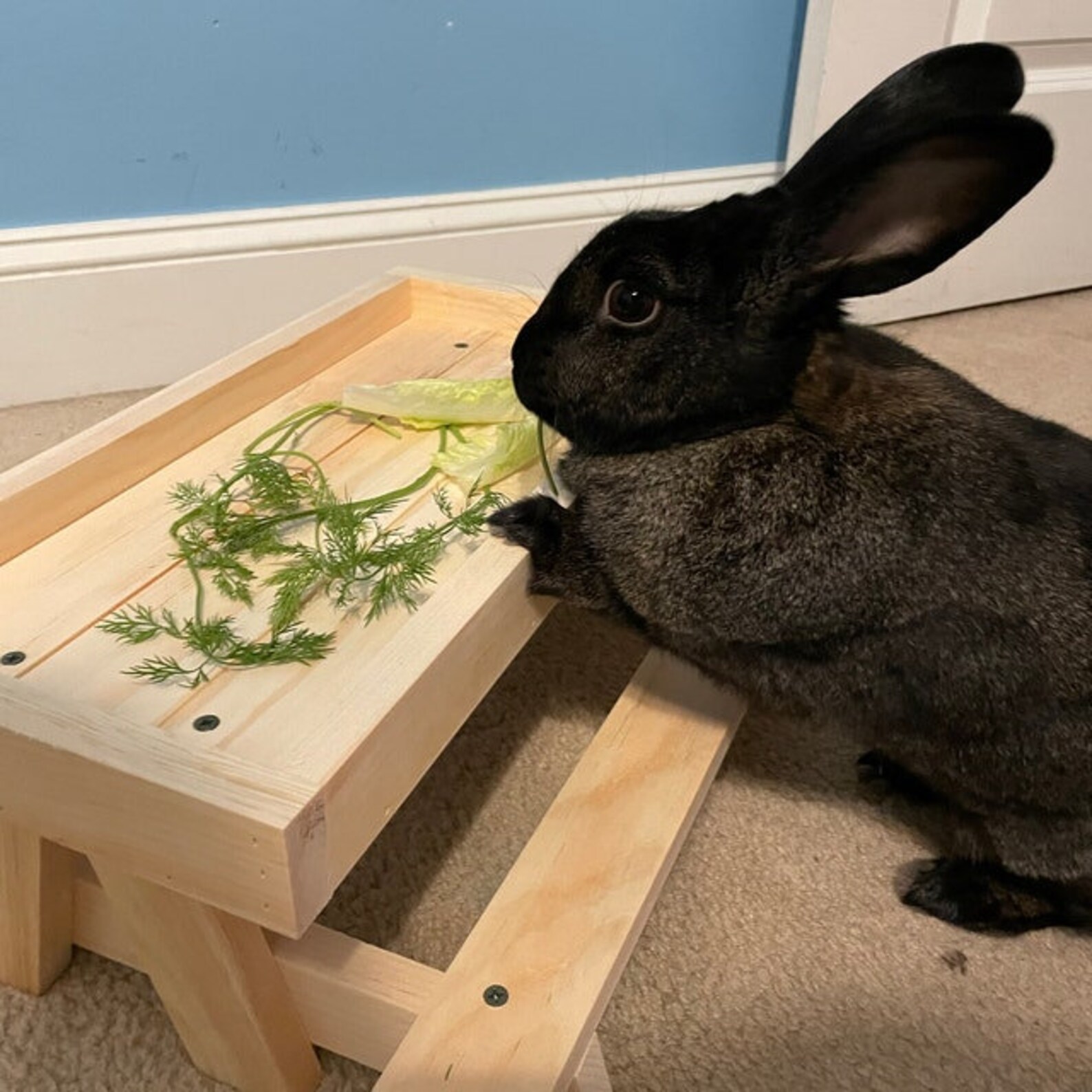 Chicknic Table Chicken Picnic Table Chicken Feeder Etsy