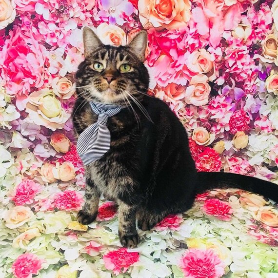 etsy cat tie