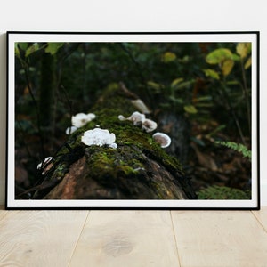 Forest Mushrooms Photography Digital Download