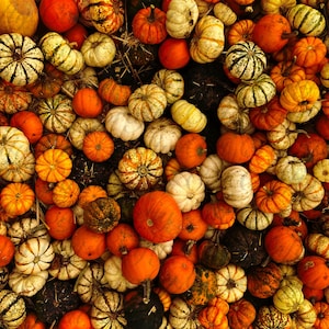 May include: A colourful collection of pumpkins in different sizes and hues, including orange, white, and green. The pumpkins are densely packed, forming a textured and vibrant display, ideal for autumn decorations.
