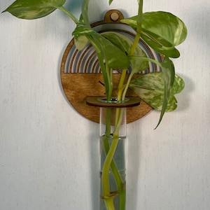 May include: A wooden wall-mounted planter with a rainbow design and a clear glass test tube for holding a plant. The planter is brown and the test tube is filled with water and a green plant with variegated leaves.