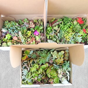 May include: Three cardboard boxes filled with various types of succulents. The boxes are stacked on top of each other, with the top box open and the succulents visible. The succulents are a variety of colours, including green, red, and purple.