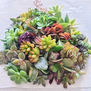 May include: A collection of succulent plants in a mix of green, red, and purple shades. The succulents are arranged in a circular pattern, creating an attractive display.