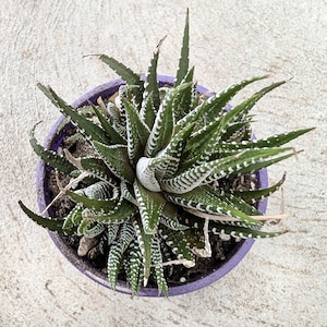 May include: A Haworthia succulent plant in a small, round, purple pot, viewed from above. The plant has dark green leaves with white stripes and spots. The pot is on a light grey concrete surface. The plant is a type of succulent.