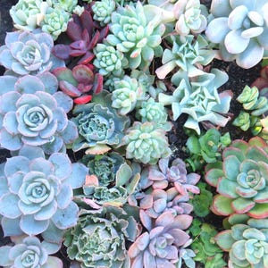 May include: A close-up of a selection of succulents in shades of green, blue-green, purple, and red. The plants have thick, fleshy leaves arranged in rosettes. The image is a top-down view, showcasing the different textures and colours of the plants.