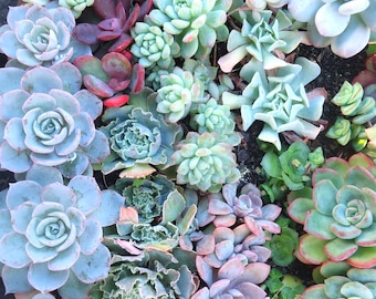 40 Succulent Cuttings Pack - No Repeats