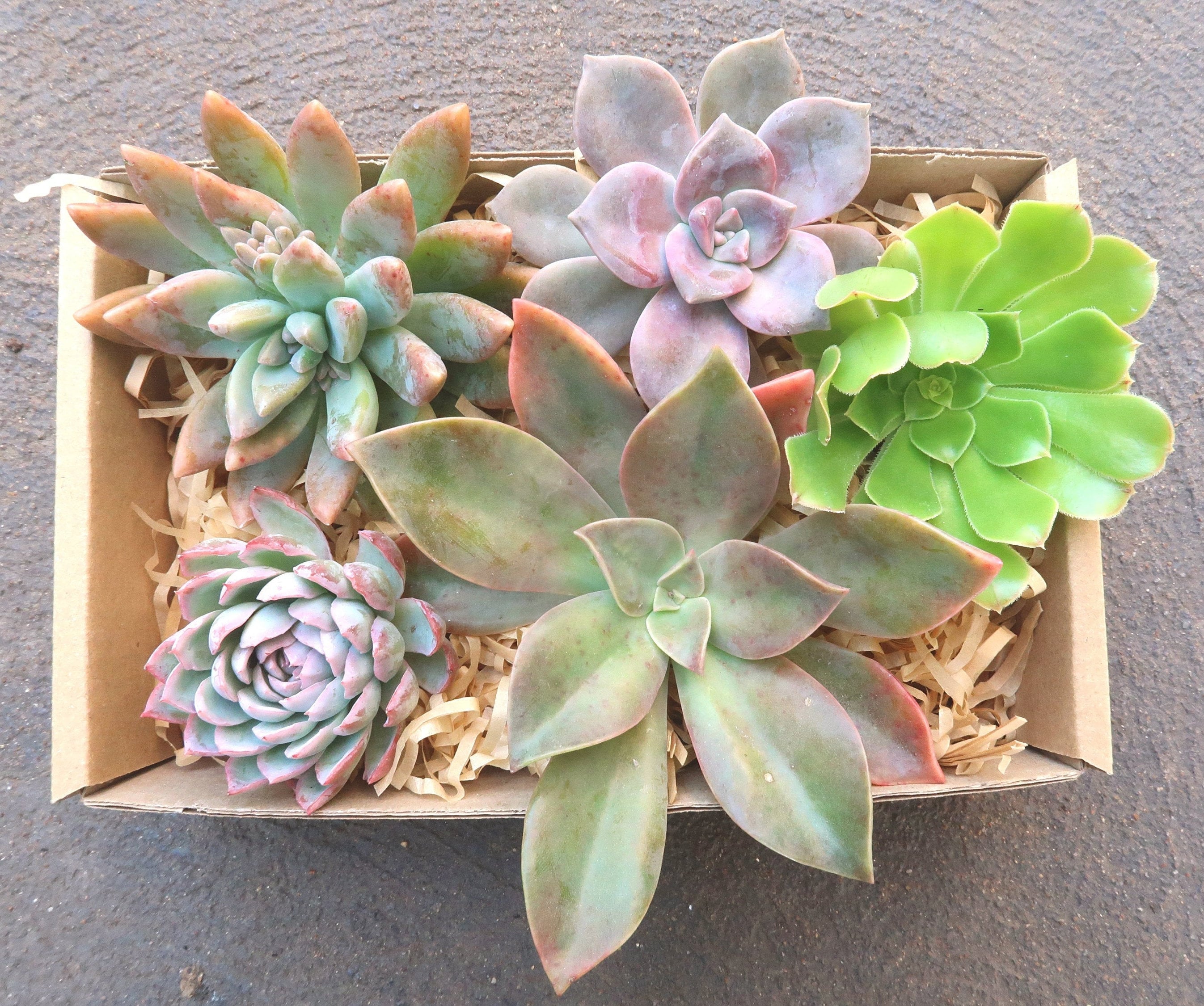 succulent gift box melbourne