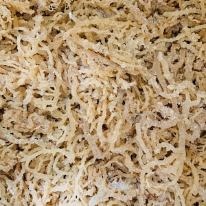 Sea Moss Bulk Caribbean Sea Moss