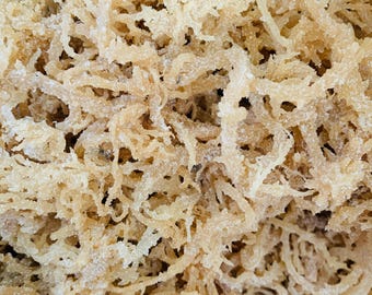 Rohes Sea Moss aus der Karibik