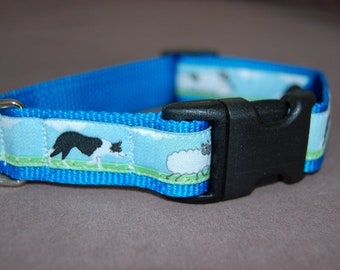 Collar for Borde Collie fans