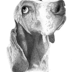 Basset Hound Digital File