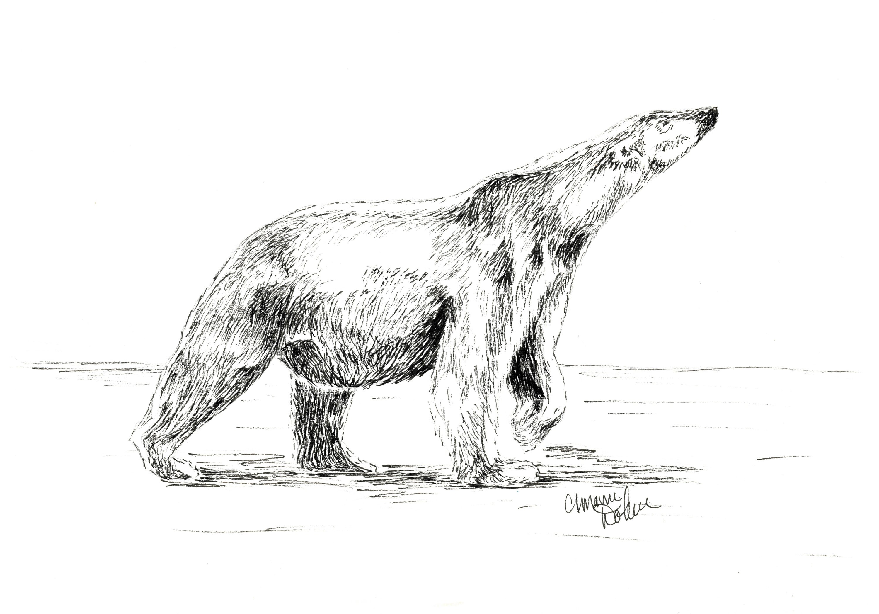 Polar Bear Pen and Ink Drawing Print 