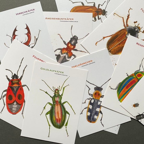 Käfer-Postkartenset mit schönen Illustrationen (10 Stück)