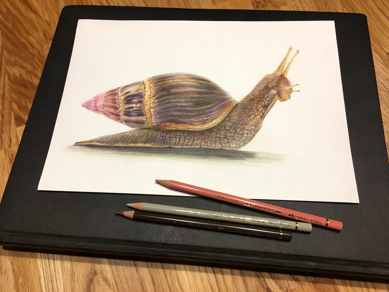 Achatschnecke "Archachatina marginata suturalis" - Etsy.de