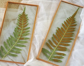 Pressed flower frame, Pressed flower art, Real dried pressed fern,Floating Glass Frame, Wall Art, Scandinavian decor, Minimalist, Fern frame