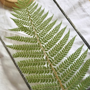 Large frame fern, Green fern frame,  Real Fern frame, Green frame wall frame, Fern home wall decor, Fern Floating frame, from Slovenia