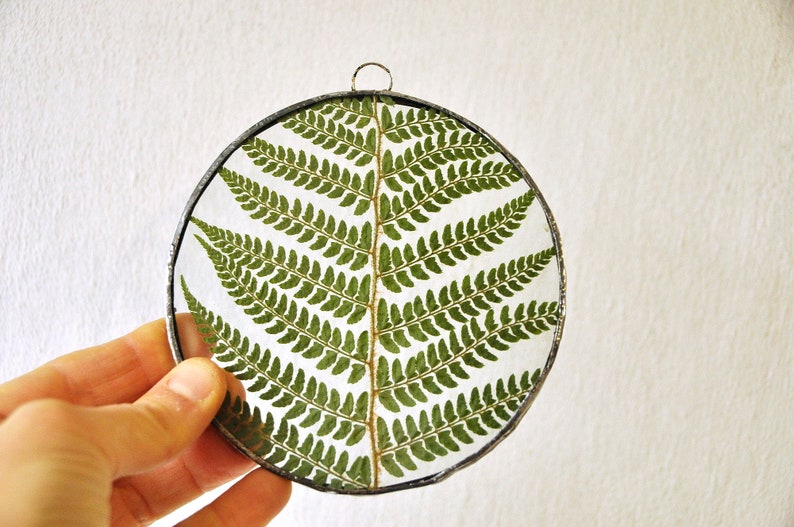 Herbarium fern glass frame, Pressed Fern frame, Green fern in round glass frame, herbarium, real plant, Nature lover present,from Slovenia image 10