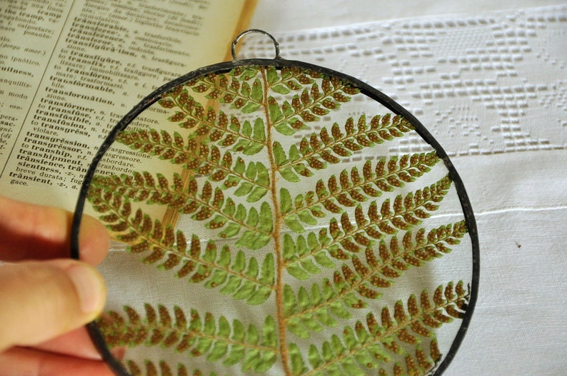 Herbarium fern glass frame, Pressed Fern frame, Green fern in round glass frame, herbarium, real plant, Nature lover present,from Slovenia image 6