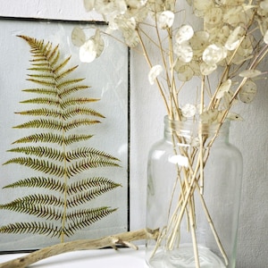 Big pressed fern frame, Real Fern glass frame, Fern hanging, Minimalism,  Black frame, Wedding gift, Fern from Slovenia, Autumn fern frame
