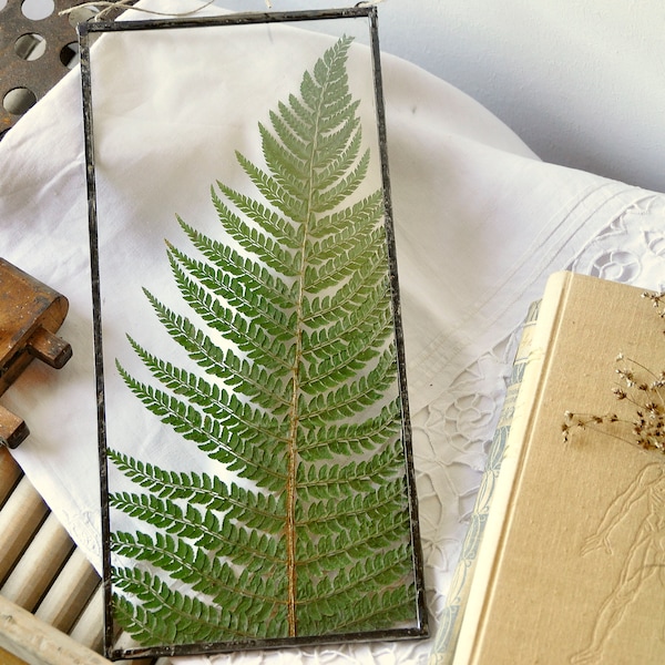 Green fern frame, Real fern frame,  Pressed fern, herbarium decor, Fern yoga decor, Fern Floating frame, from Slovenia, yoga studio decor