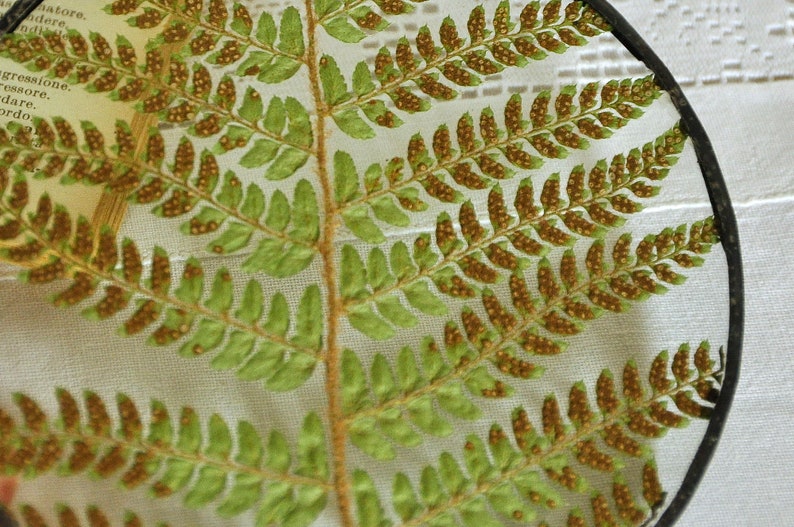 Herbarium fern glass frame, Pressed Fern frame, Green fern in round glass frame, herbarium, real plant, Nature lover present,from Slovenia image 7