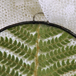 Herbarium fern glass frame, Pressed Fern frame, Green fern in round glass frame, herbarium, real plant, Nature lover present,from Slovenia image 8