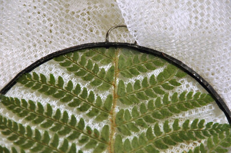 Herbarium fern glass frame, Pressed Fern frame, Green fern in round glass frame, herbarium, real plant, Nature lover present,from Slovenia image 8