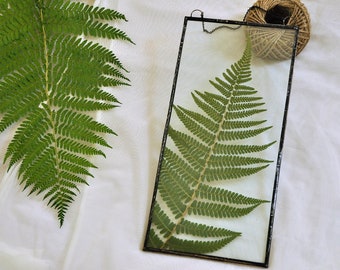 Pressed fern glass frame, black frame with fern, Dry fern, Green nature wall hanging, Botanical wall, Minimalism, from Slovenia