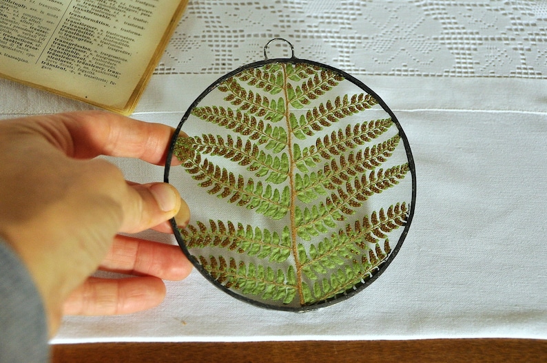 Herbarium fern glass frame, Pressed Fern frame, Green fern in round glass frame, herbarium, real plant, Nature lover present,from Slovenia image 5