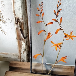 Crocosmia flower frame, Orange flower frame, dry orange flowers, wall hanging flowers, flower gift frame, orange botanical, from Slovenia
