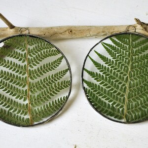 Herbarium fern glass frame, Pressed Fern frame, Green fern in round glass frame, herbarium, real plant, Nature lover present,from Slovenia image 2