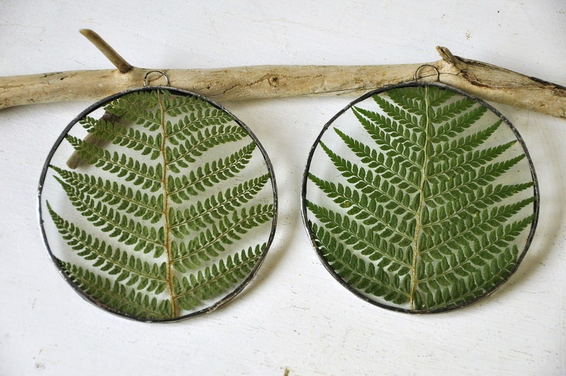 Herbarium fern glass frame, Pressed Fern frame, Green fern in round glass frame, herbarium, real plant, Nature lover present,from Slovenia image 2