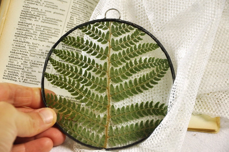 Herbarium fern glass frame, Pressed Fern frame, Green fern in round glass frame, herbarium, real plant, Nature lover present,from Slovenia image 1